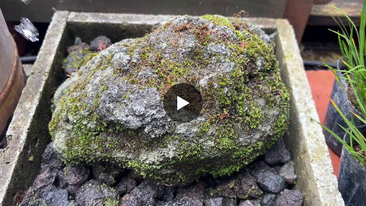 苔のむすまでチャレンジ on X: 