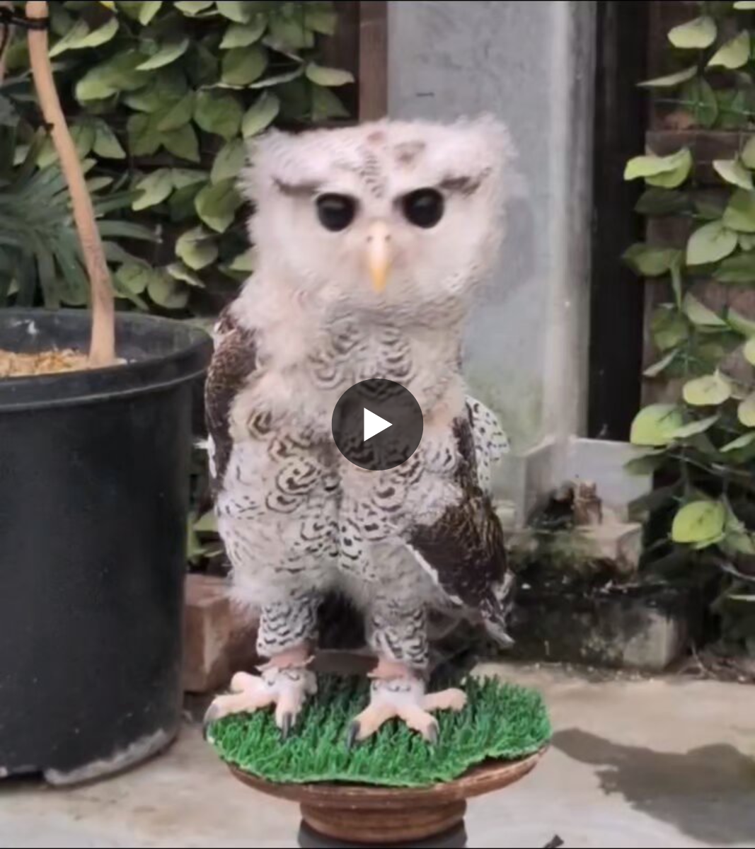 フクロウ　バーンアウル ェイサー on X / X