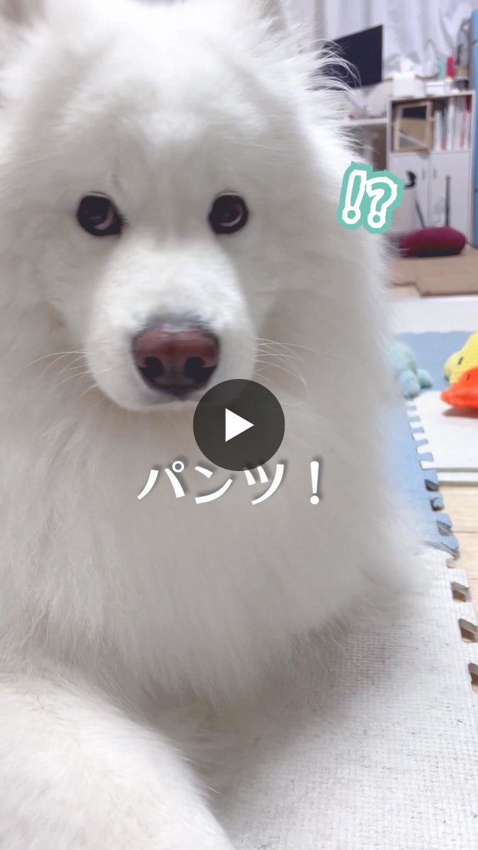 ダッツファミリーCh. on X: 