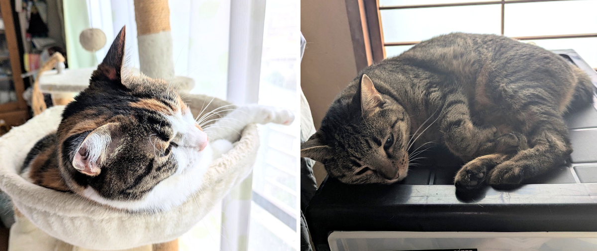 はぴらき🌟＆あい💖🐱😺 on X: 