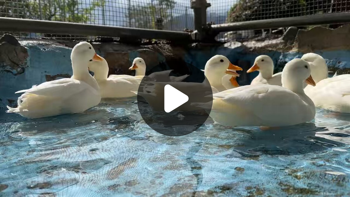 須坂市動物園【公式】 on X: 