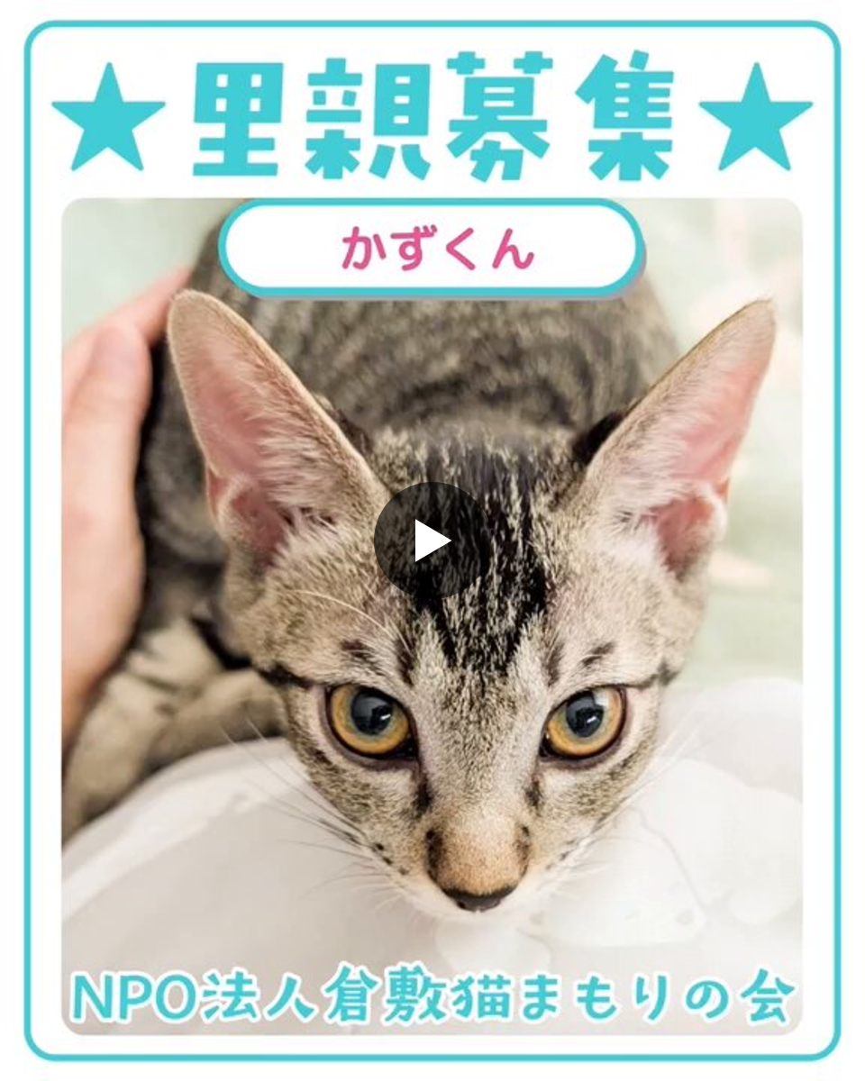 NPO法人倉敷猫まもりの会 公式 على X: 