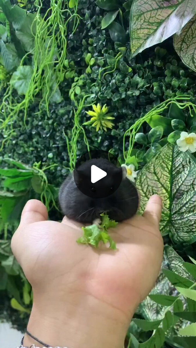 Tweets Of Hamster on X / X