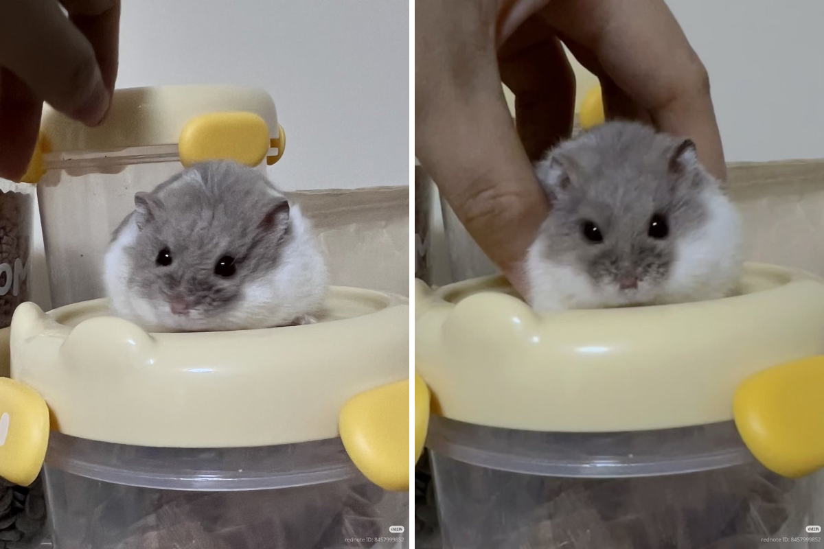 Tweets Of Hamster on X / X