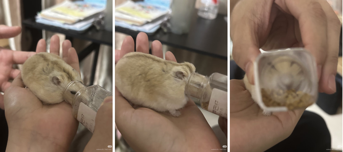 Tweets Of Hamster on X / X