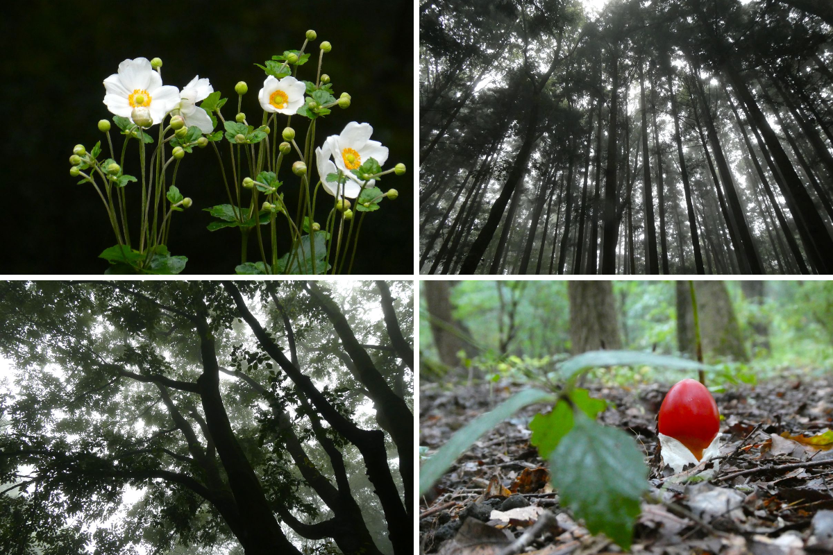 赤城自然園 on X: "雨の森は、なんだか神秘的です #赤城自然園 #シュウメイギク #タマゴタケ #お出かけスポット #観光スポット ...