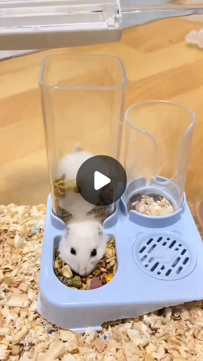Tweets Of Hamster on X / X