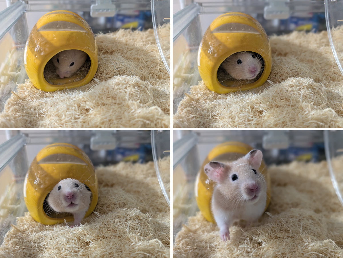 🐹COZY🐨 on X: 