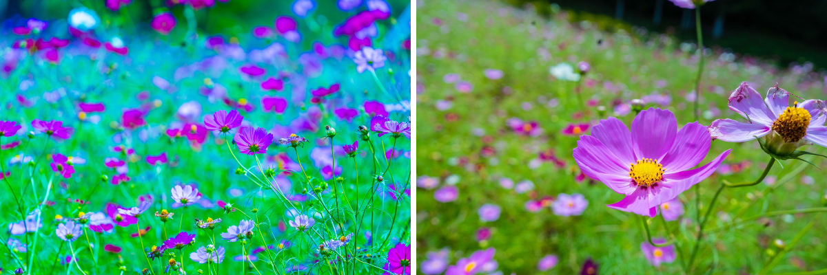 kemool@愛知県 on X: 