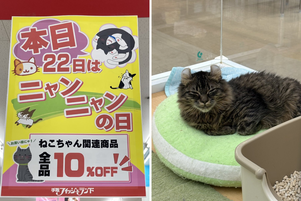 手取フィッシュランド Pーぽ on X: 