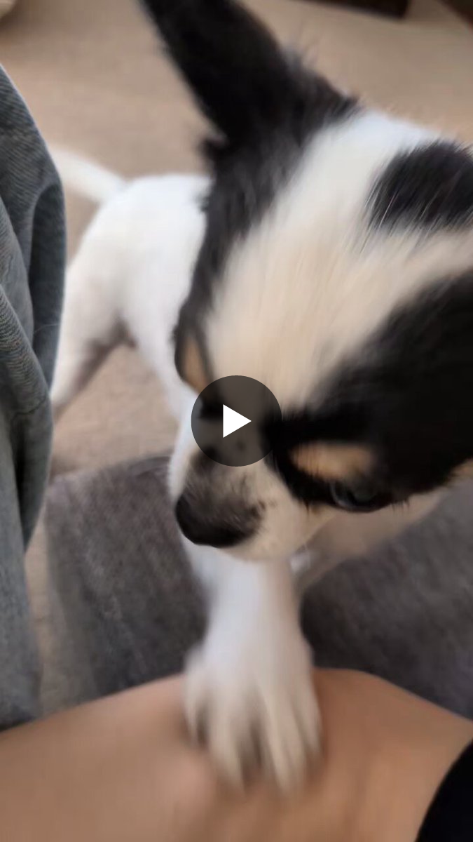 犬用 on X / X