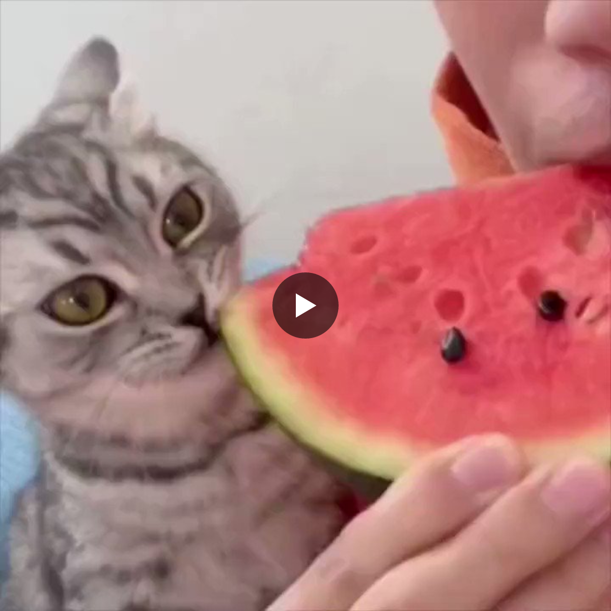 猫しか勝たん on X: 