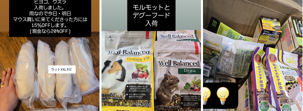 爬虫類専門店【𝙳𝙸𝚉𝚉𝚈 𝙿𝙾𝙸𝙽𝚃】東京第002225 в X: „🐭冷凍