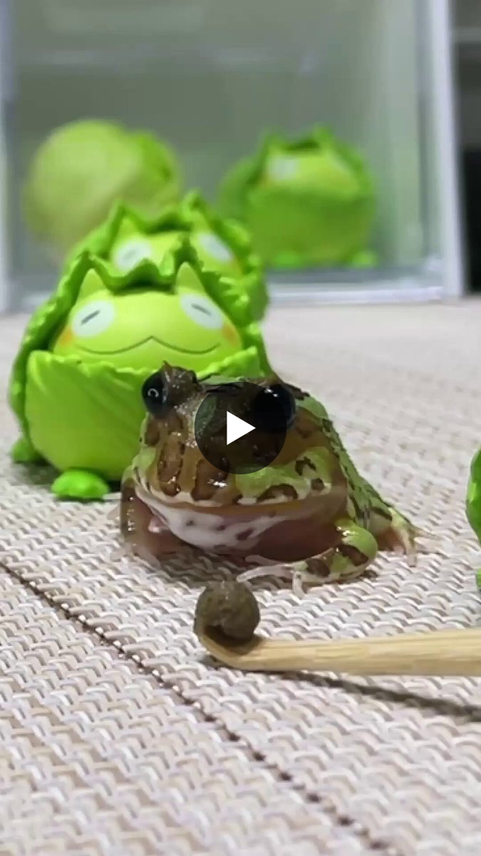 かえる／Frog on X: 