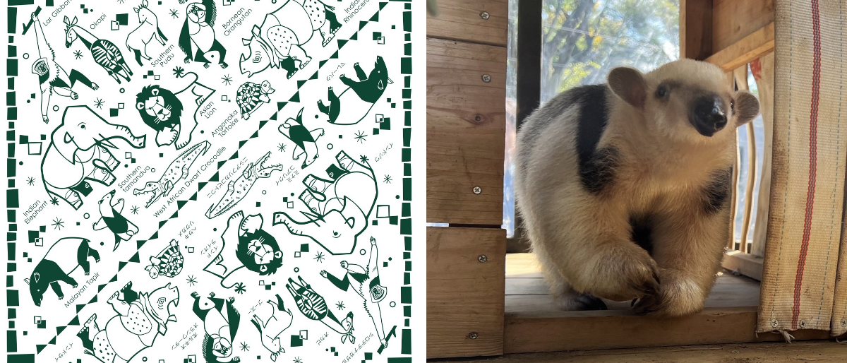 横浜市立野毛山動物園≪公式≫ on X: 