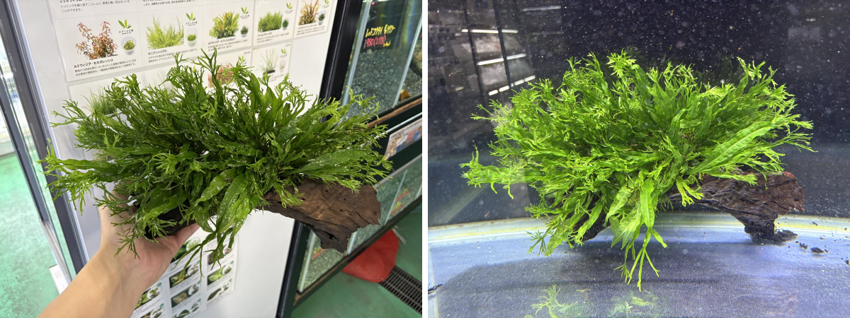 かねだい伊勢原店【熱帯魚・水草編】 on X: 