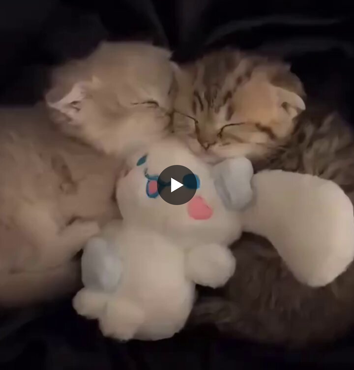 こねこ図鑑 على X: 
