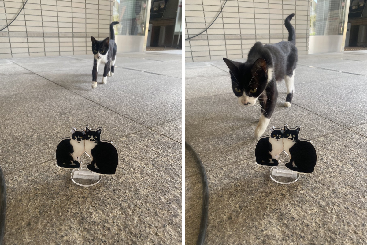 ヒゲねこキッチン on X: 