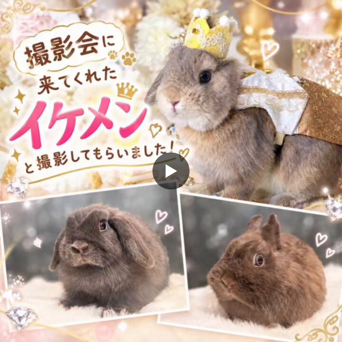 うさぎ専門店モンラパン🐰 on X: 