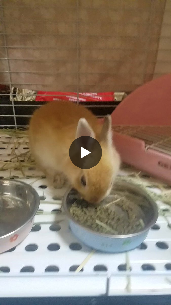ゴンちゃん على X: 