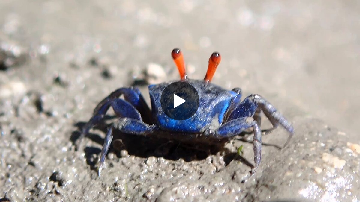 もぐるいるい🤿🦐🦀 on X: 