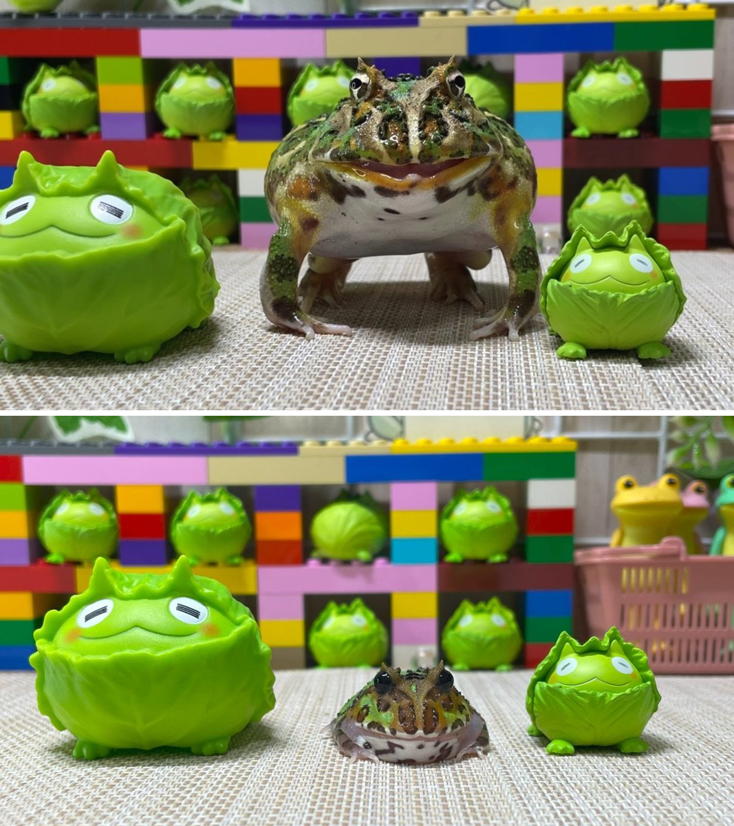 かえる／Frog on X: 