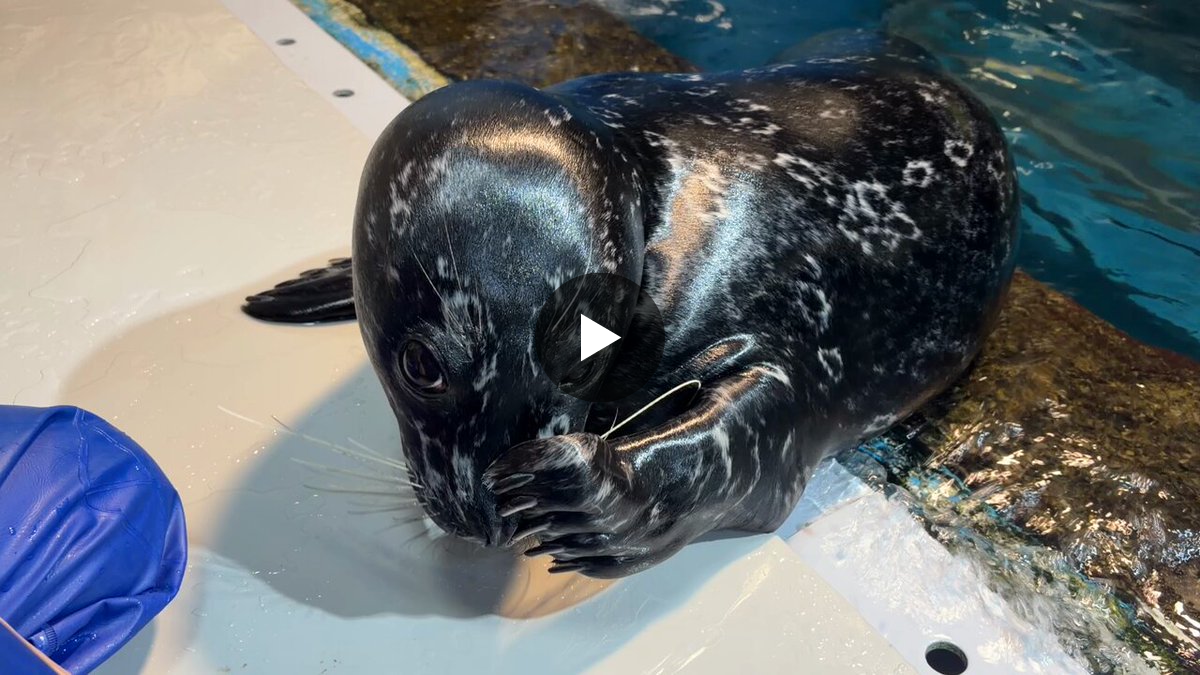 アザラシ様 青森県営浅虫水族館【公式】 on X: 