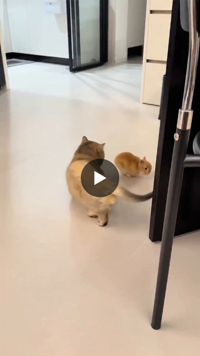 Rabbit Lovers Community USA on X: 