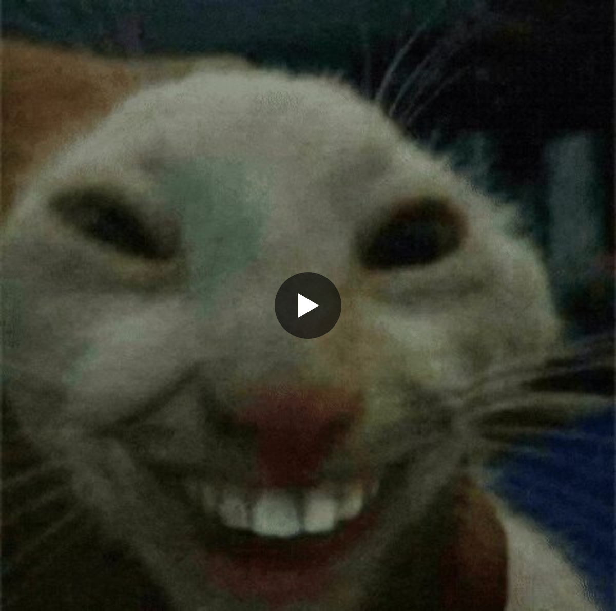 slim on X: "Hey @bot let’s build a convolutional neural network to ...