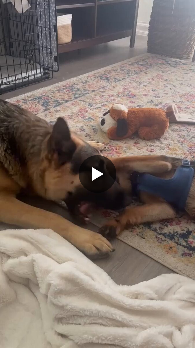 German Shepherd on X: 