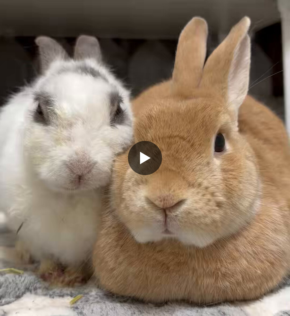 うさぎもち on X: 