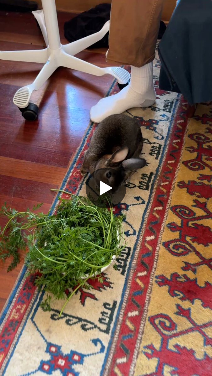 🥬 eva 🥬 on X: 