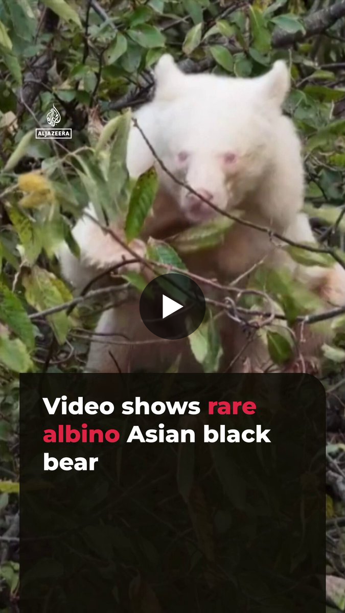 Al Jazeera English on X: 