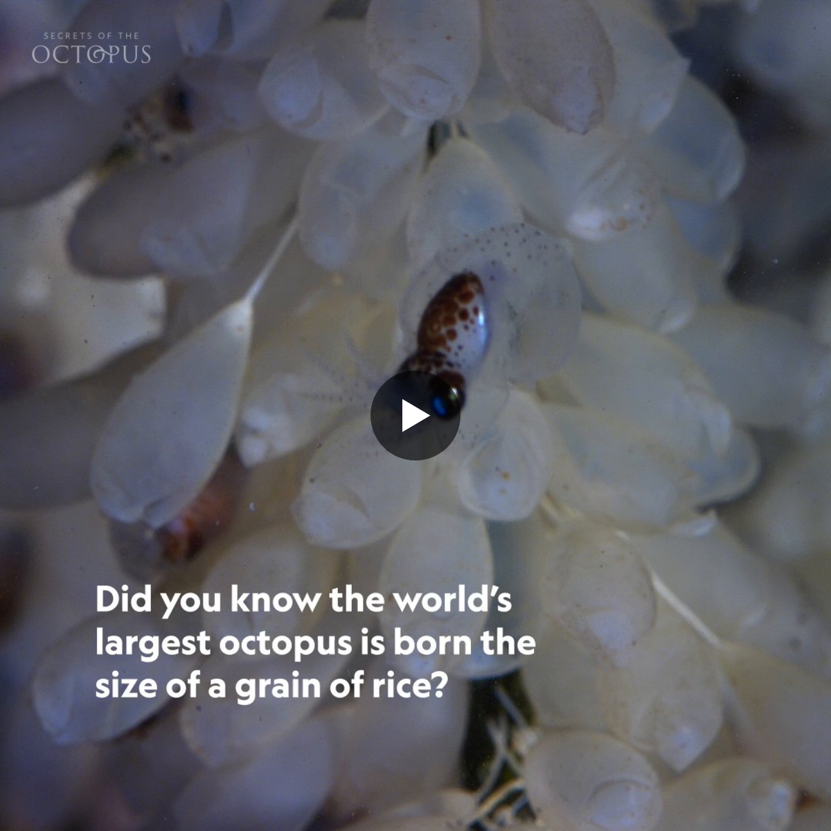 National Geographic Animals on X: 