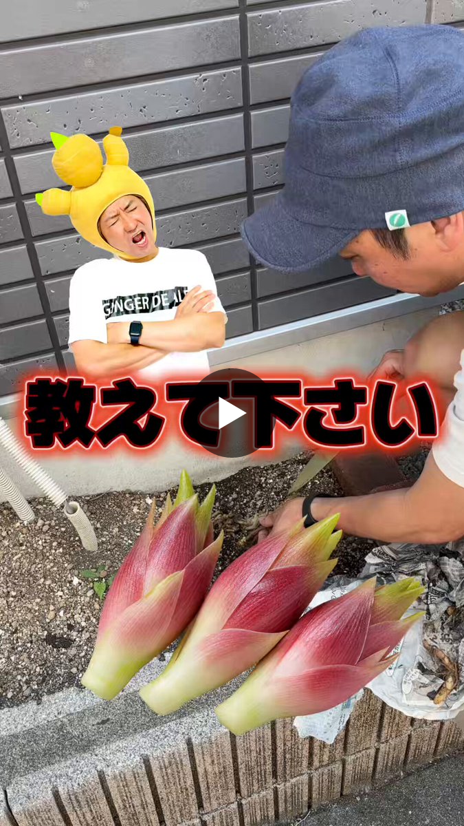 生姜専門店のGINGER FACTORY 🫚 on X: 