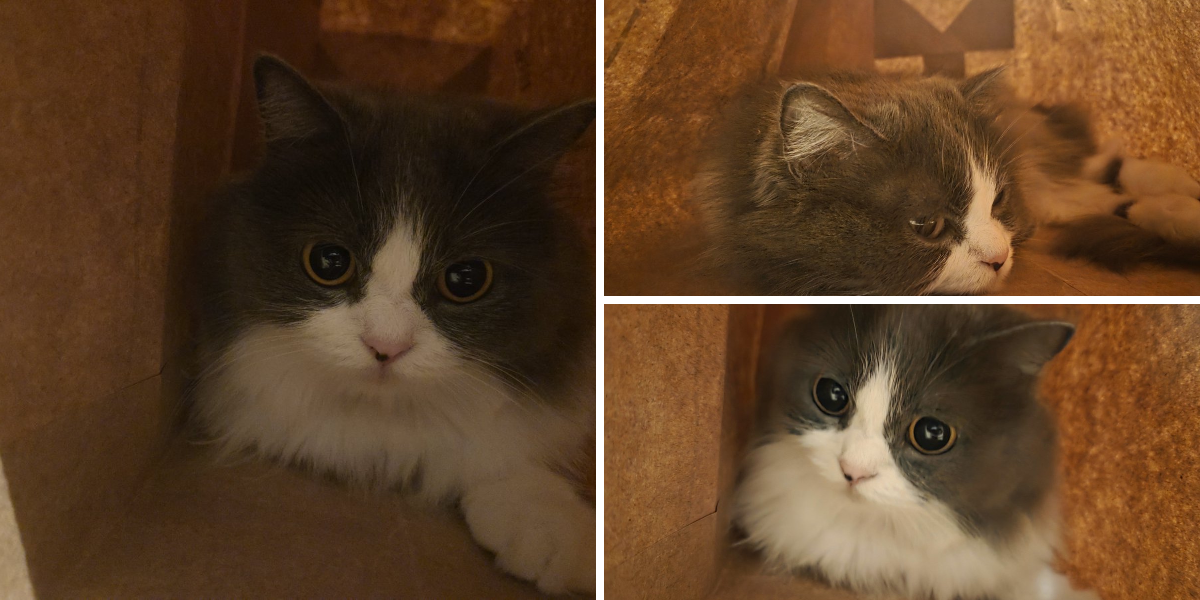 ラテ🐱Meteor 🜸 on X: 
