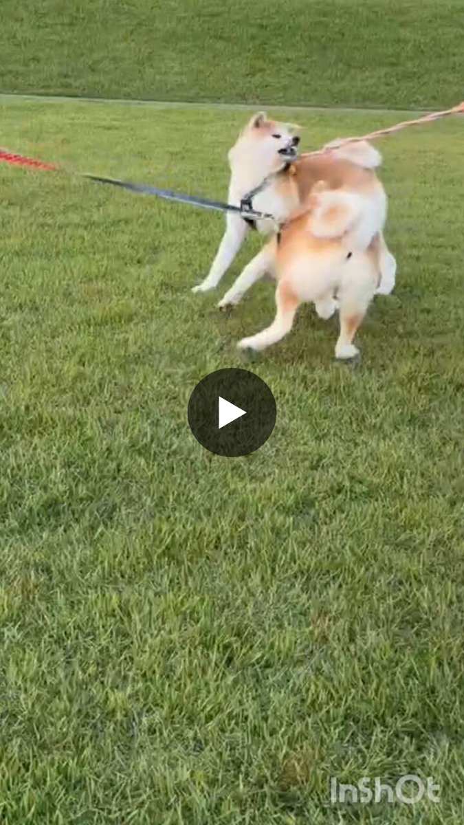 秋田犬 こまち&むすび日和 on X: 