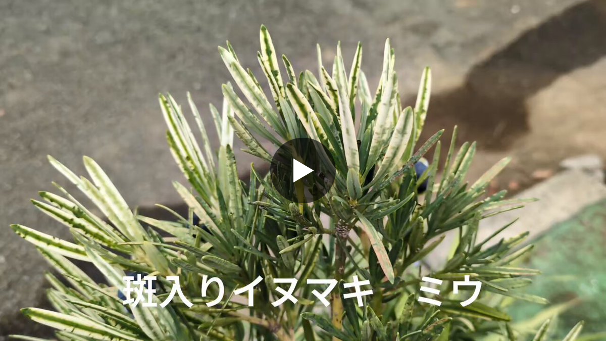 安行園芸センターです。 على X: 