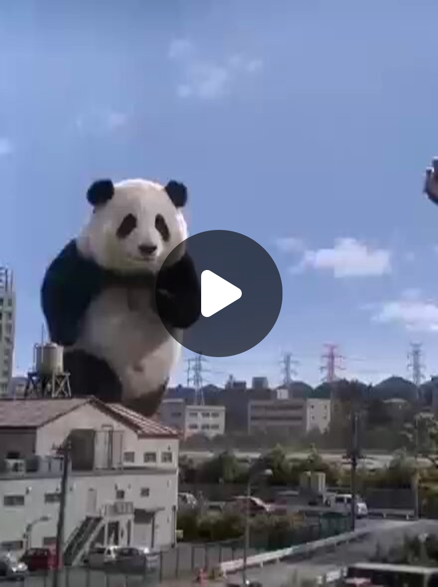 Panda on X: 