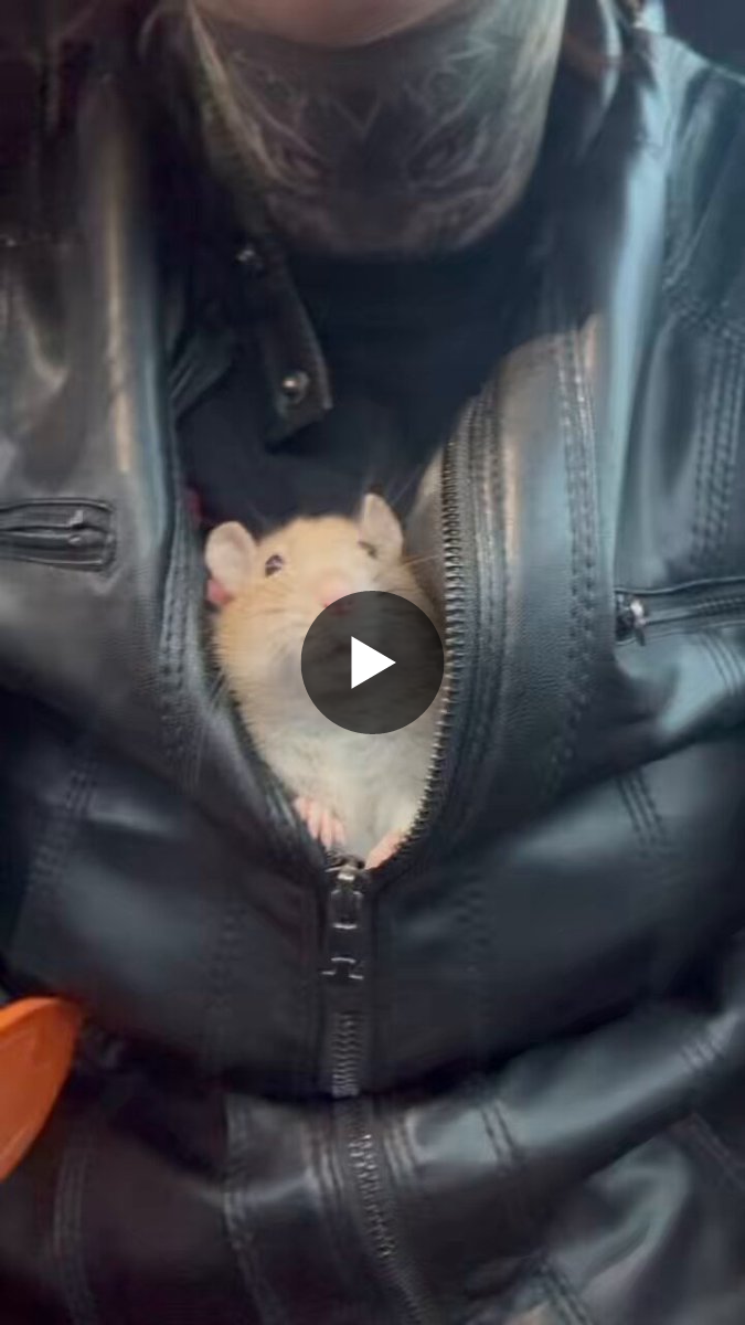 a bunch of rats on X / X