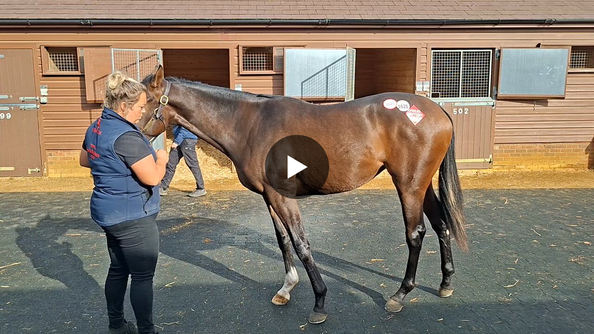 James Millman on X: "El Caballo Filly 1/4 Shares Available ...