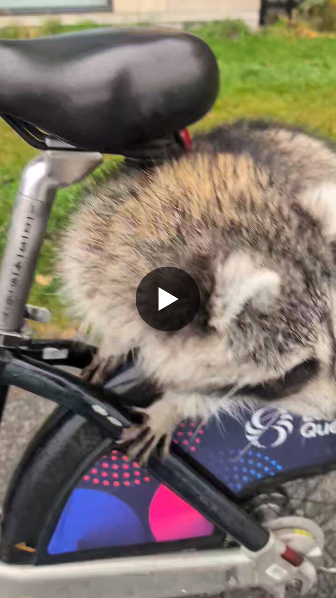 Maggot X (Raccoon Guy) on X: 