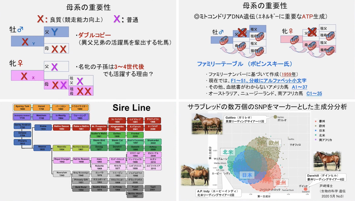 いっちゃん 【馬体分析】 on X: 