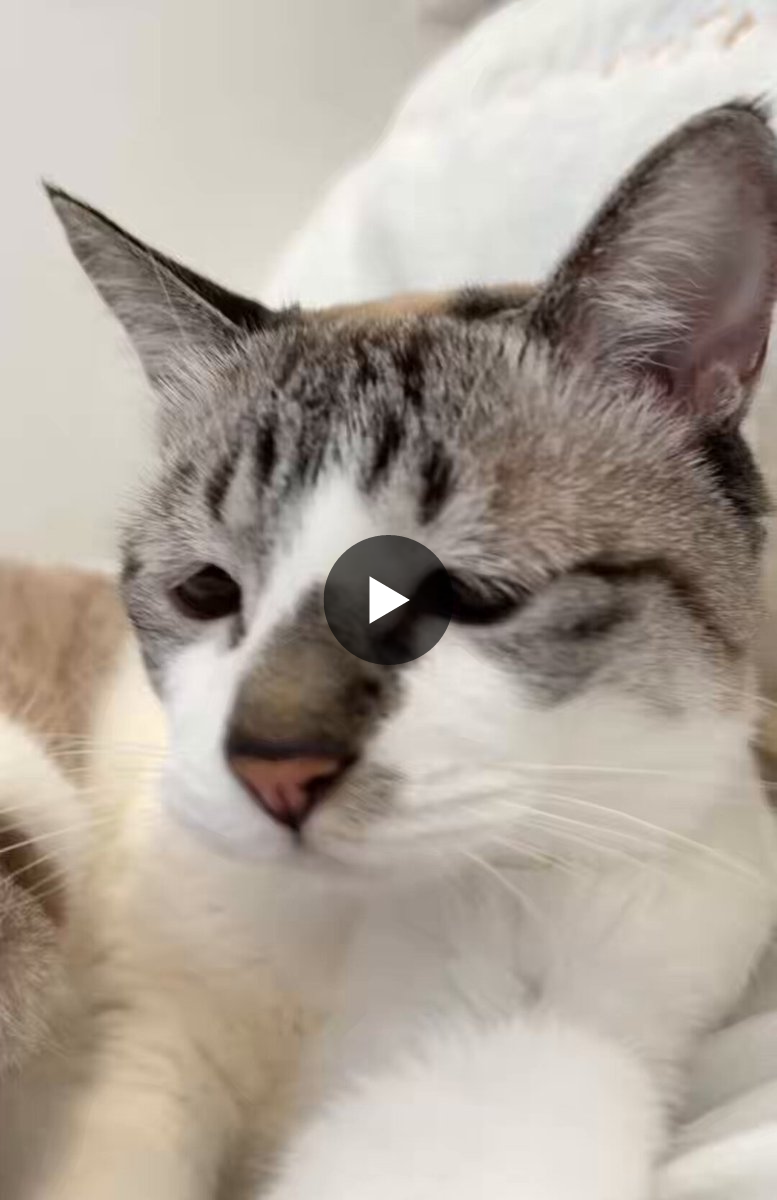 ぴえん猫ミント on X: 