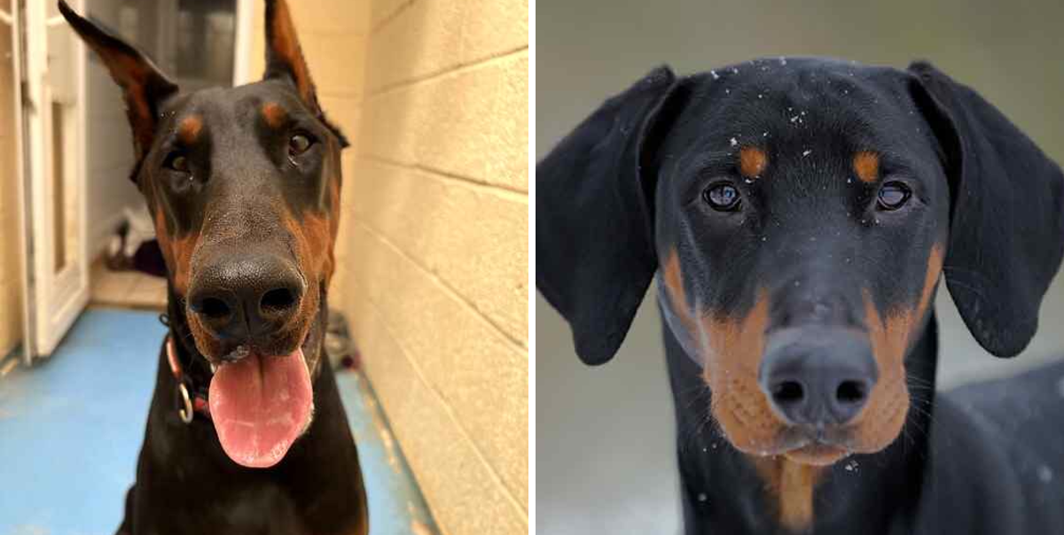 Animal Adoptions UK 🐕‍🦺🐈🐎 ️ on X: 