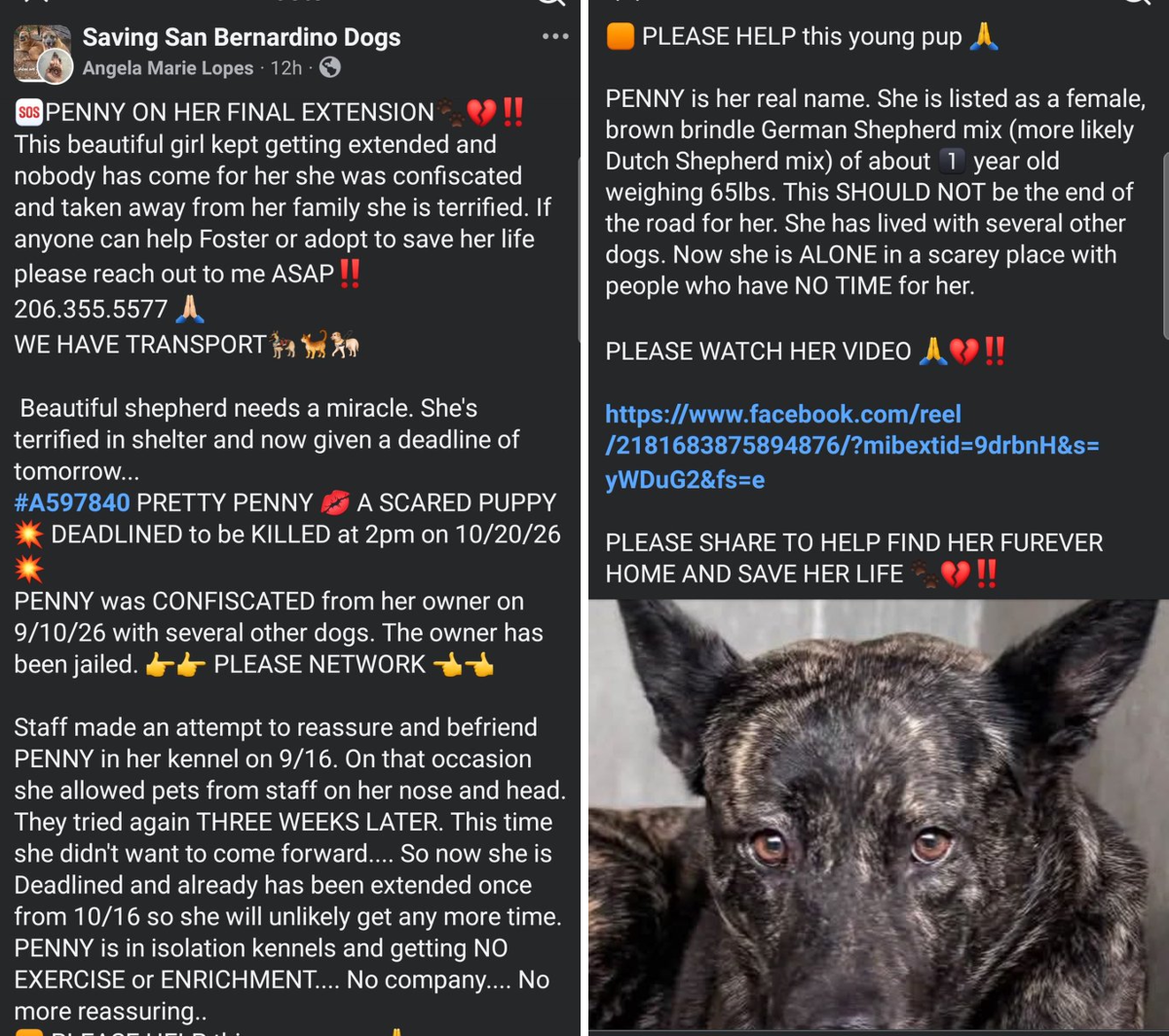 itsadogslife on X: 