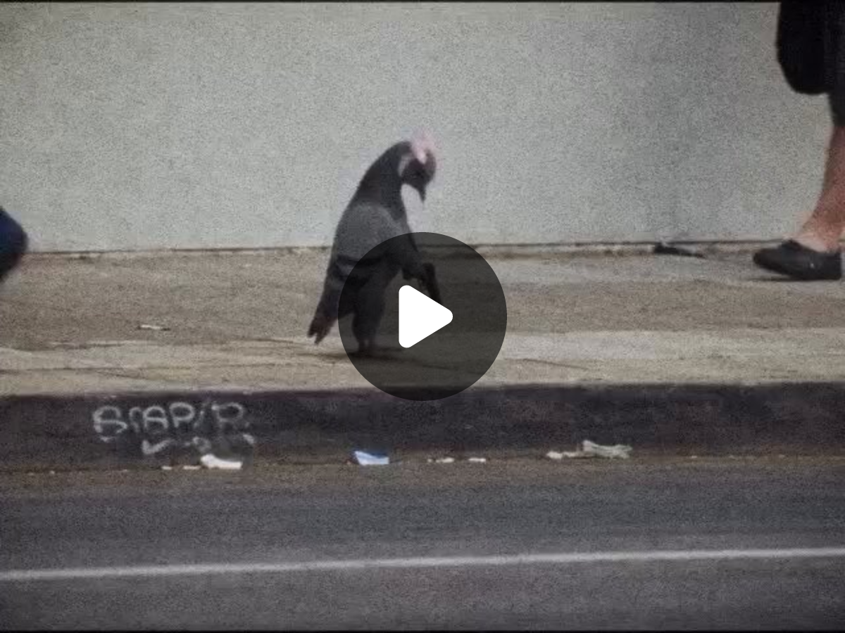 Billy, The GOAT on X: 