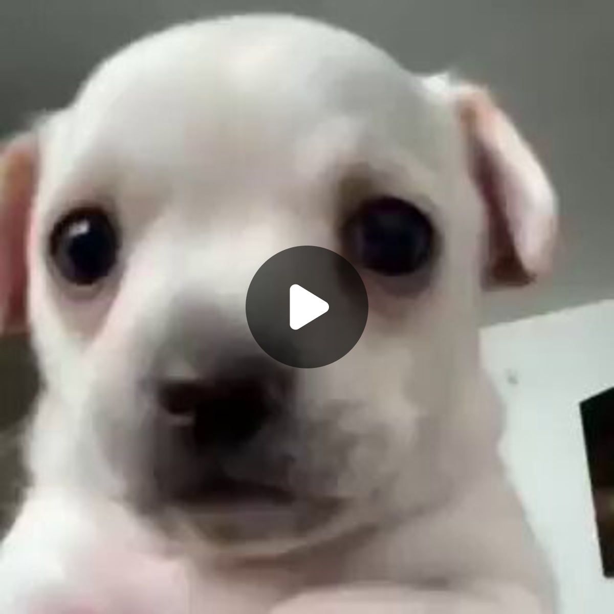 Whitedog on X: 