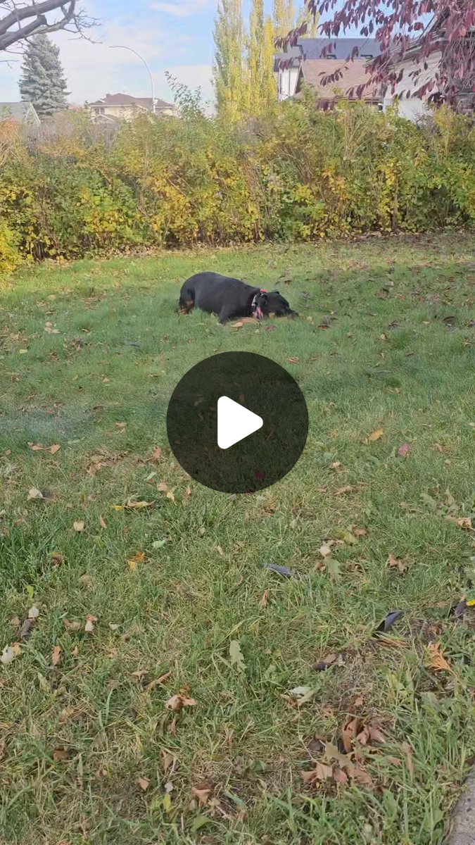 Team Servicerottie🇨🇦🐕‍🦺🦽 on X: 