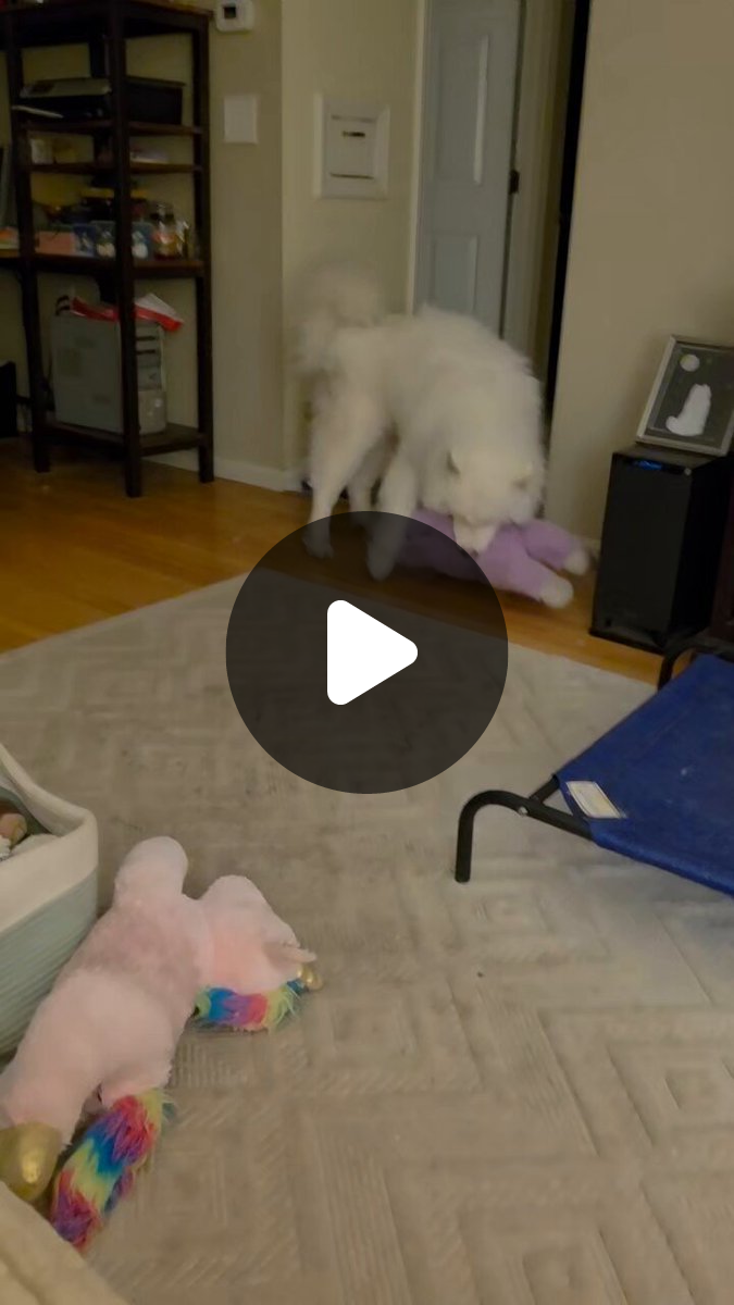 Joli the Samoyed and Angie the Samoyed on X: 